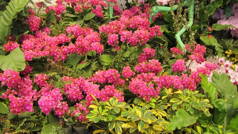 Pink Orchid Display
