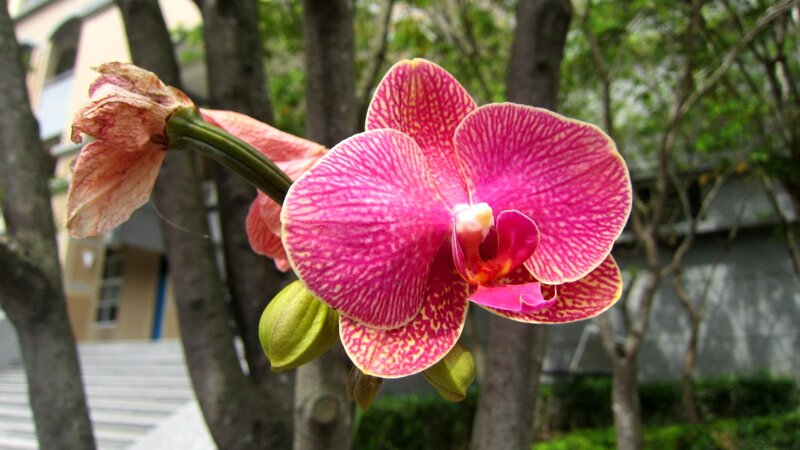 Pink Orchid Flower — Calm, Afternoon