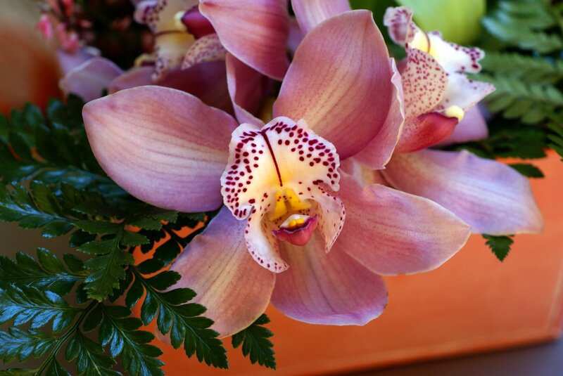 Pink Orchid Flower — Calm, Photograph, Green Ferns