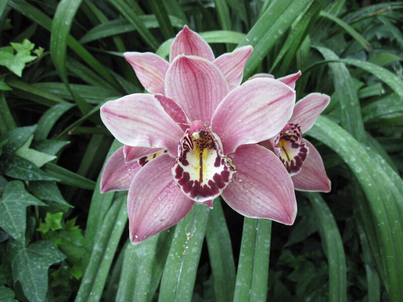 Pink Orchid Flower — Calm, Photograph, Green Leaves, Raindrops