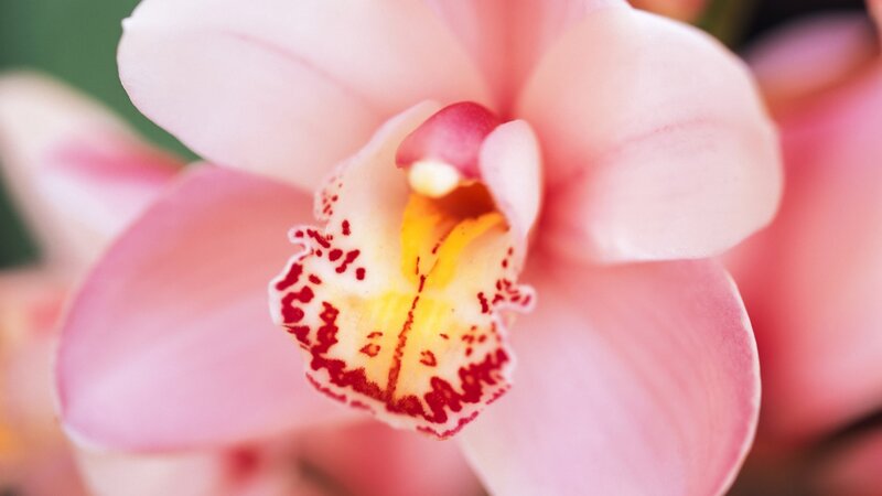 Pink Orchid Flower — Calm, Photograph, Petals, Center