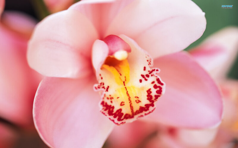Pink Orchid Flower — Calm, Photograph, Petals