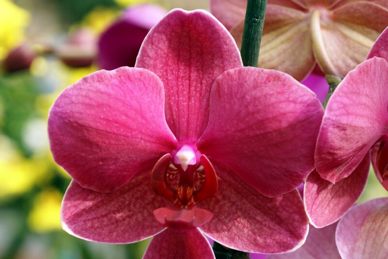 Pink Orchid Flower — Calm, Photograph, Stem, Petals