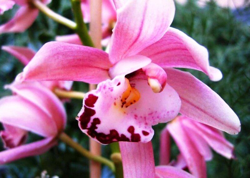 Pink Orchid Flower — Calm, Photograph, Stem