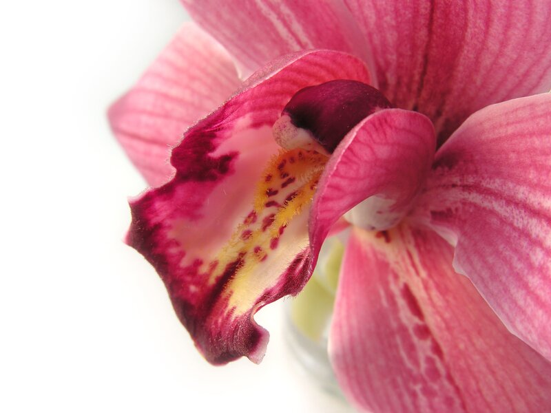 Pink Orchid Flower — Calm, Photograph