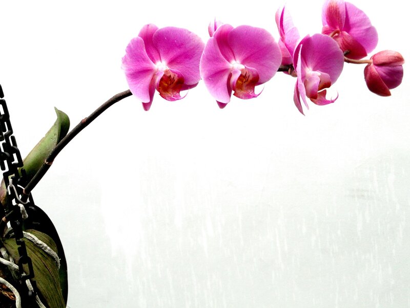 Pink Orchid Flower — Calm
