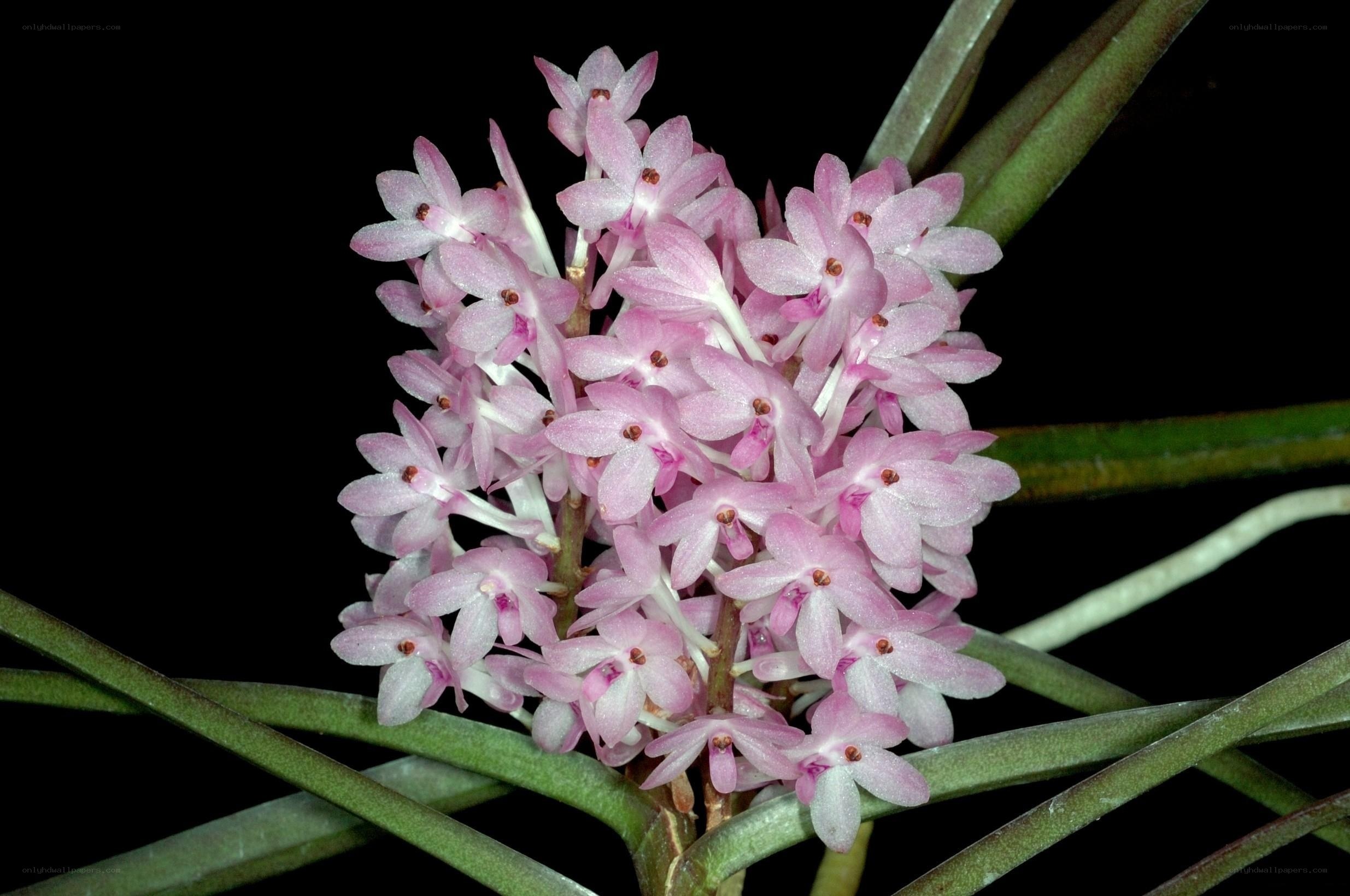 Pink orchid flower cluster