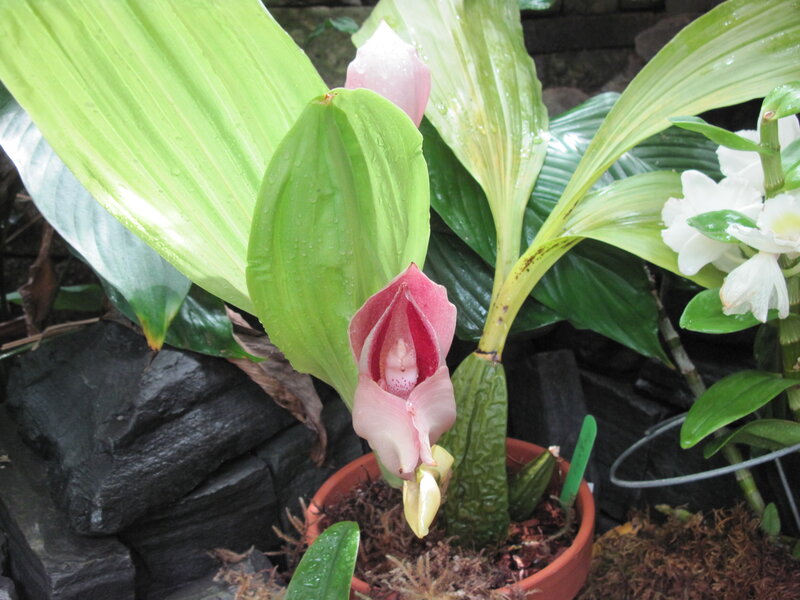 Pink Orchid Flower — Green