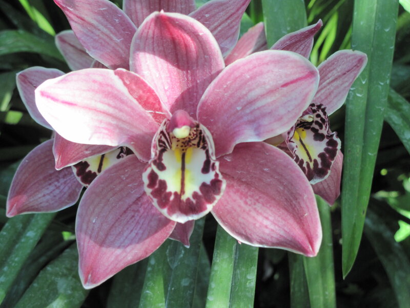 Pink Orchid Flower — Natural, Afternoon