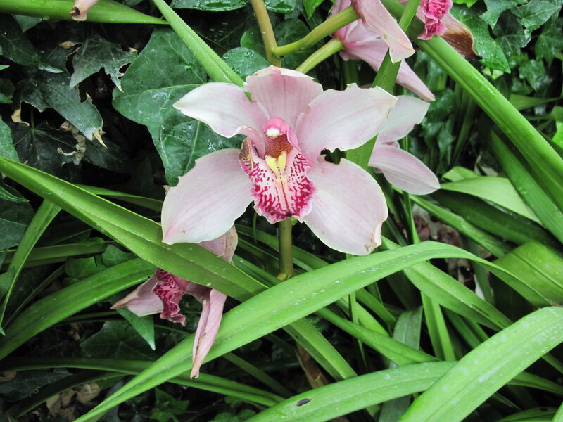 Pink Orchid Flower — Natural, Photograph, Green Leaves