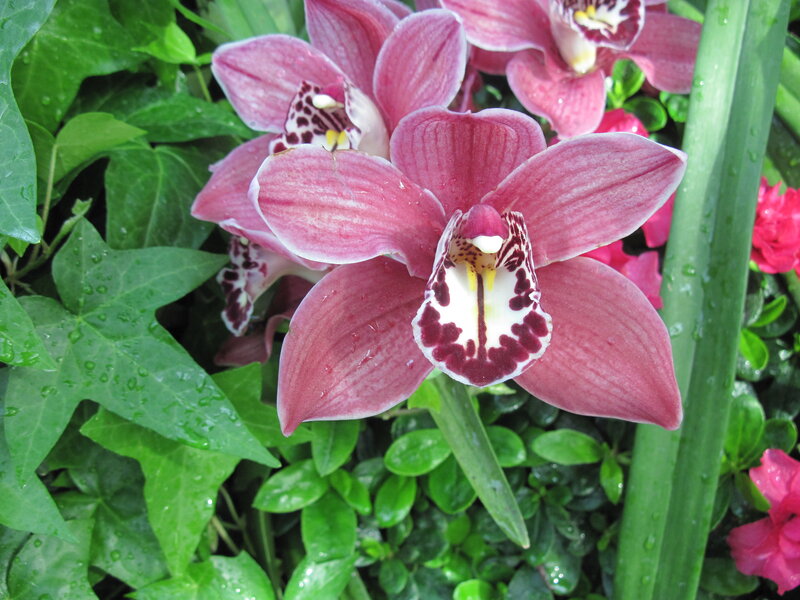 Pink Orchid Flower — Natural, Photograph