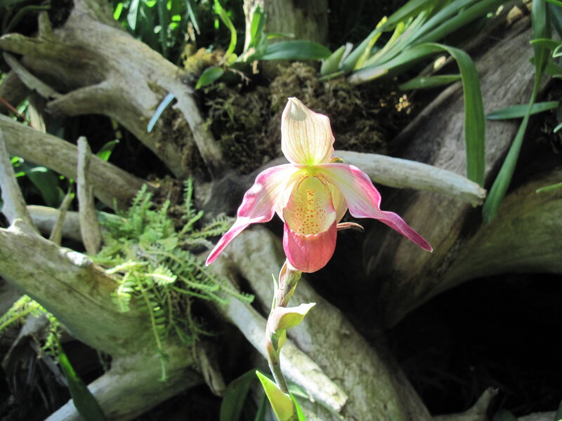 Pink Orchid Flower — Natural