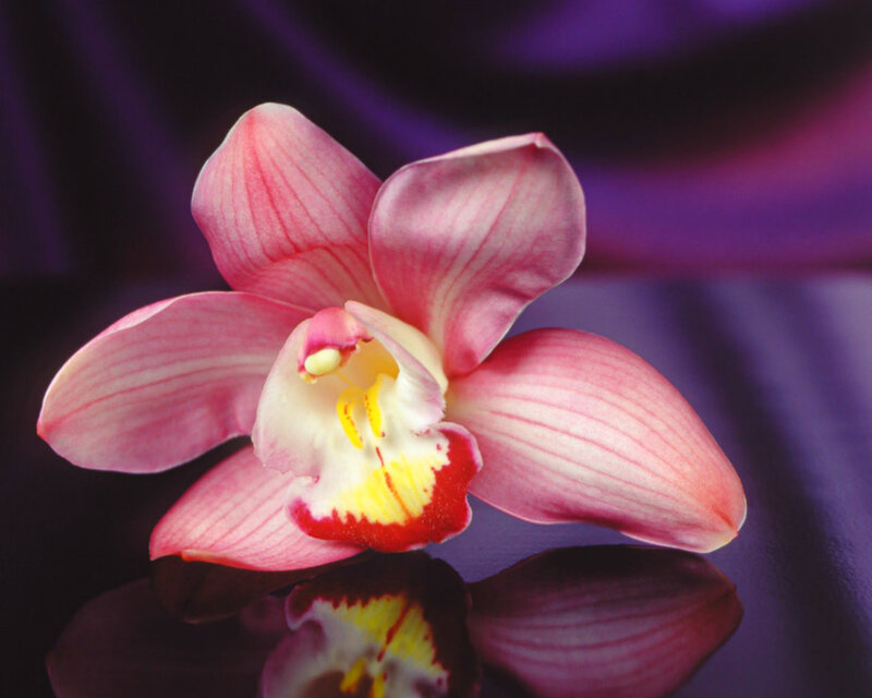 Pink Orchid Flower — Purple