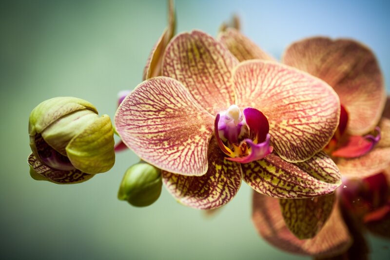 Pink Orchid Flower — Serene, Photograph, Buds