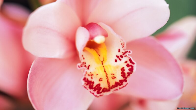 Pink Orchid Flower — Serene, Photograph, Petals, Center
