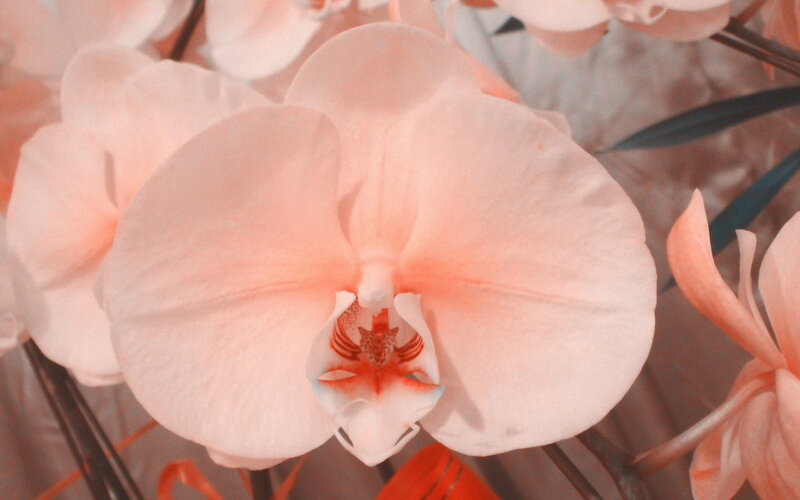 Pink Orchid Flower — Serene, Photograph, Petals, Stamen