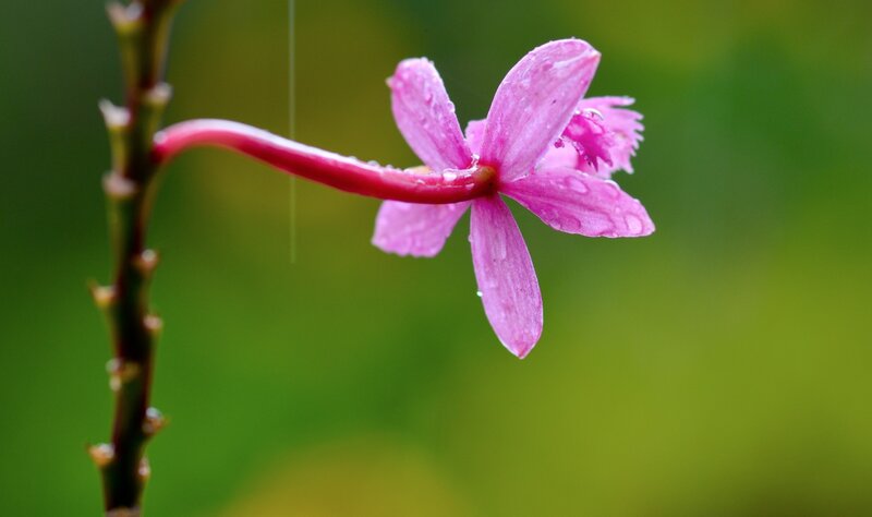 Pink Orchid Flower — Serene, Photograph, Stem