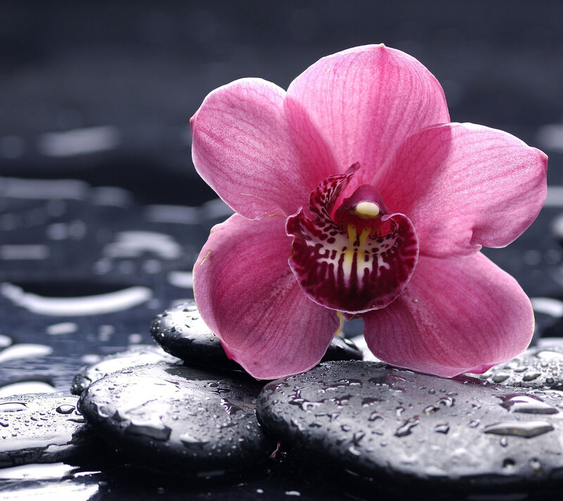 Pink Orchid Flower — Serene, Photograph