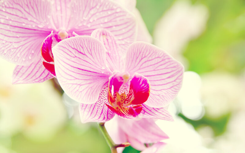 Pink Orchid Flower — Serene, Spring