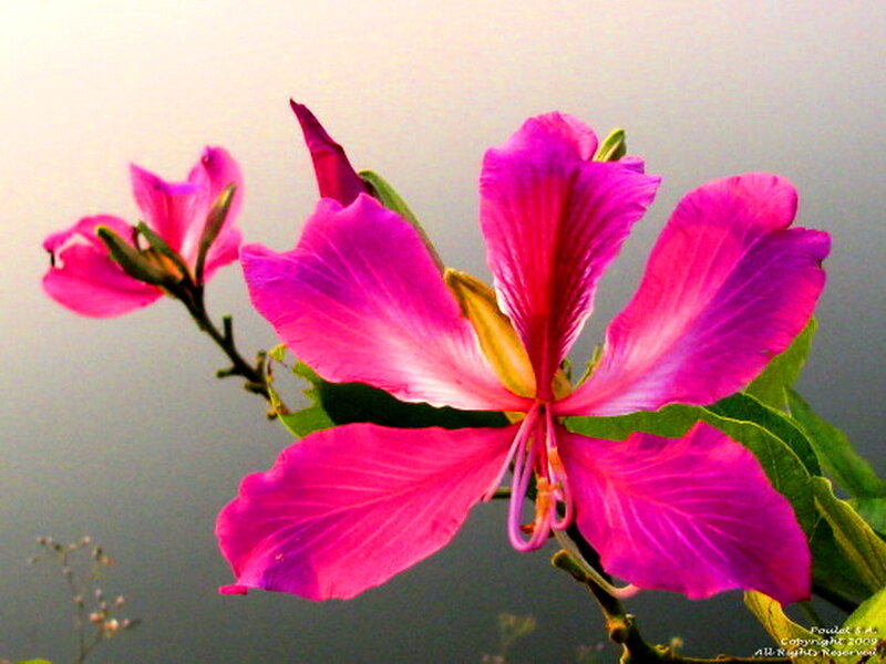 Pink Orchid Flower — Serene