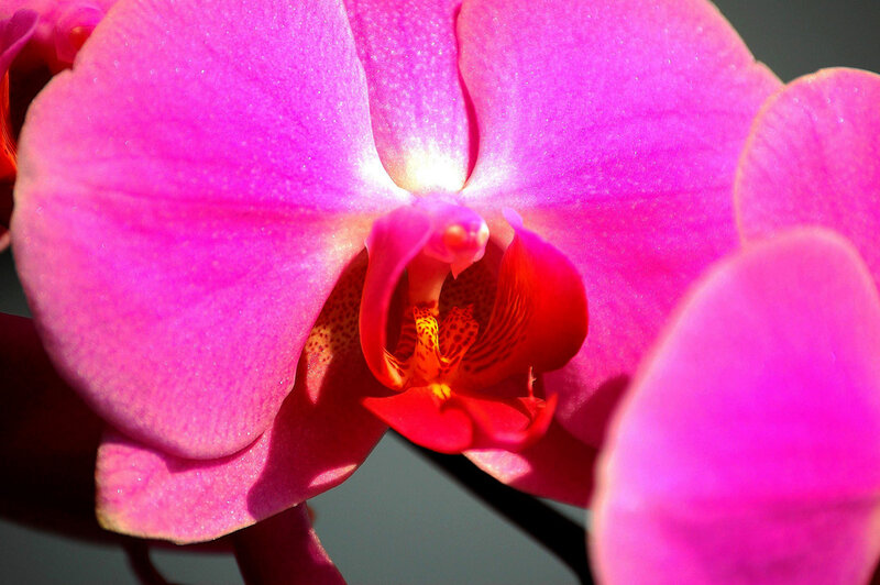 Pink Orchid Flower