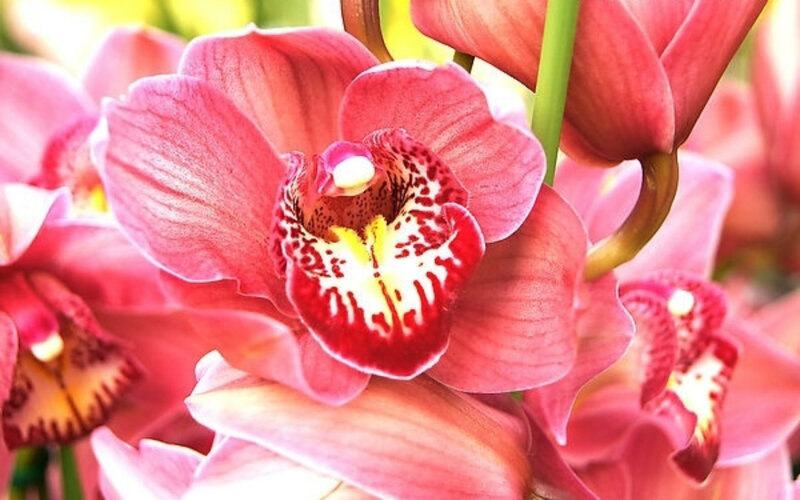 Pink Orchid Flower — Vibrant, Photograph