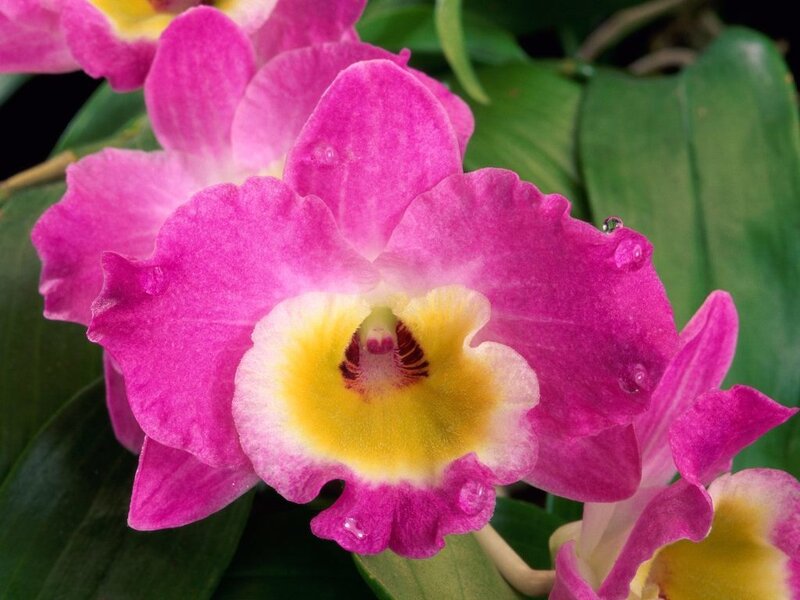Pink Orchid Flower — Vibrant