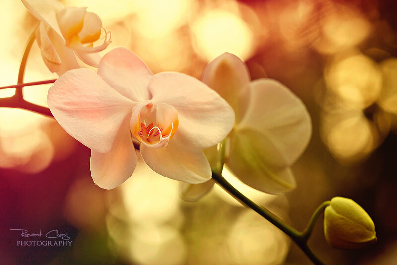 Pink Orchid Flower — White