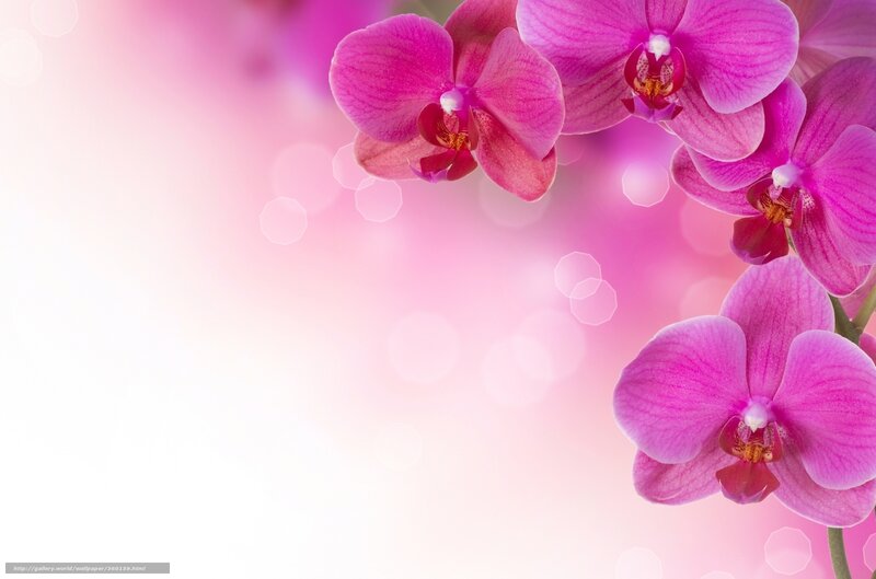 Pink orchid flowers