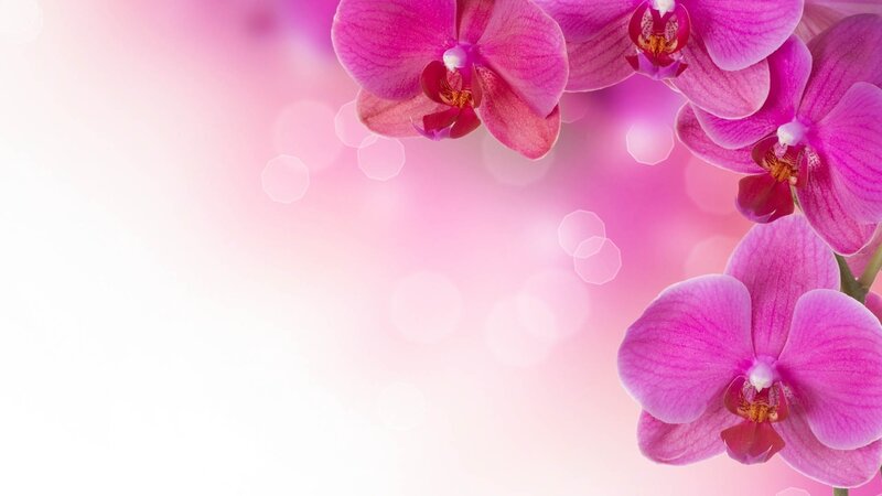 Pink orchid flowers