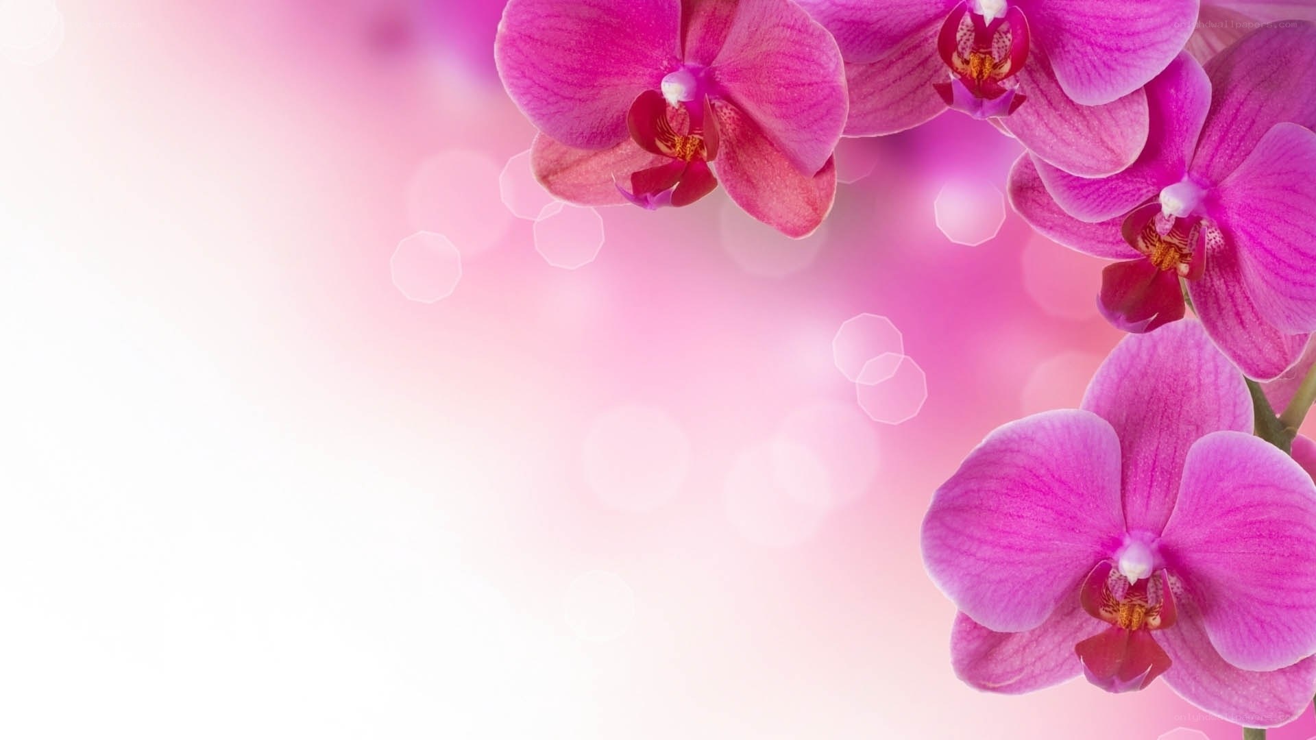 Pink orchid flowers