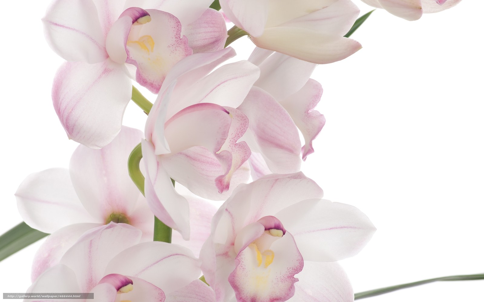 Pink orchid flowers