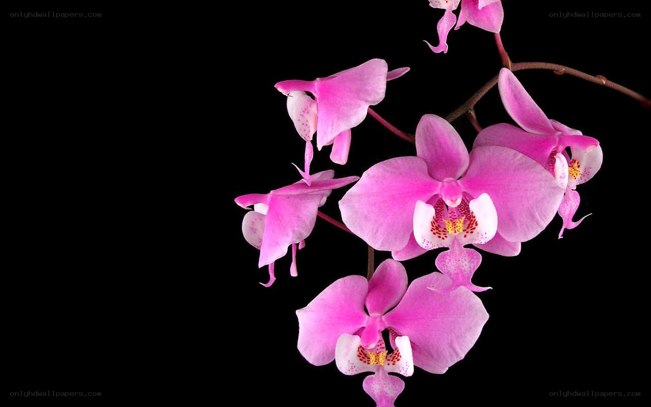 Pink orchid flowers
