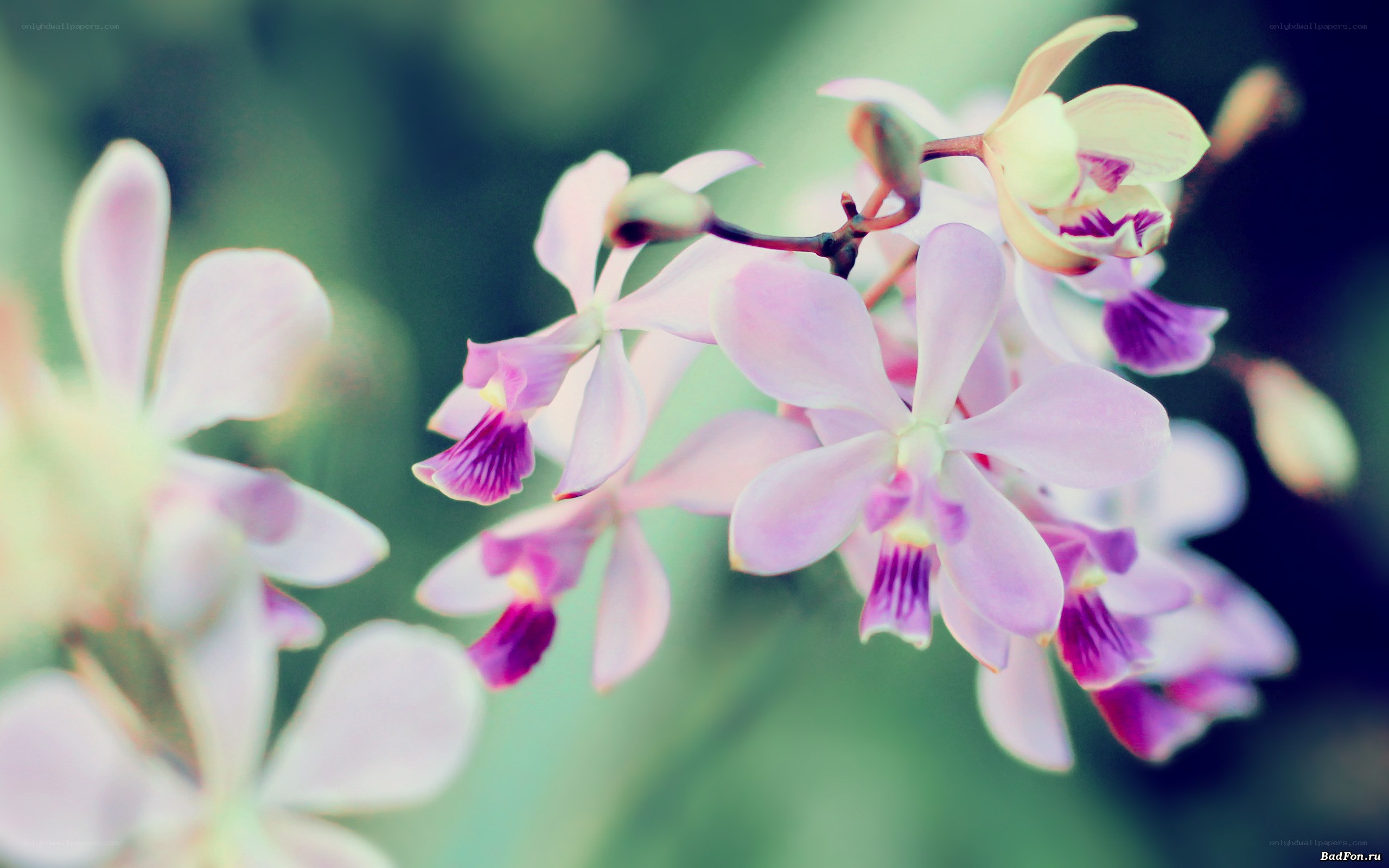 pink orchid flowers