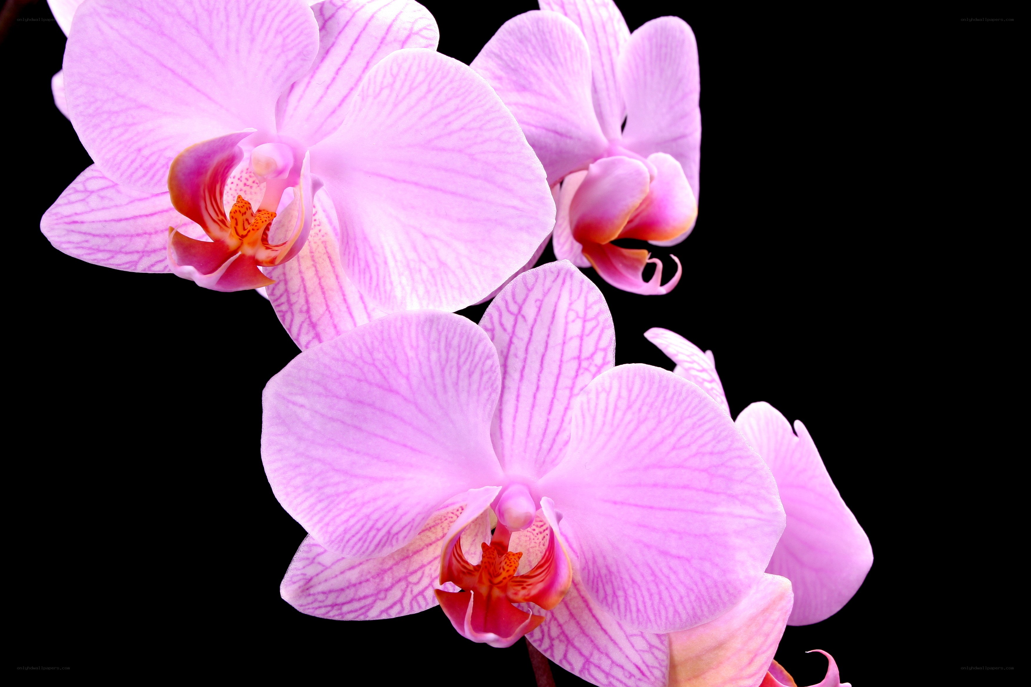 Pink orchid flowers