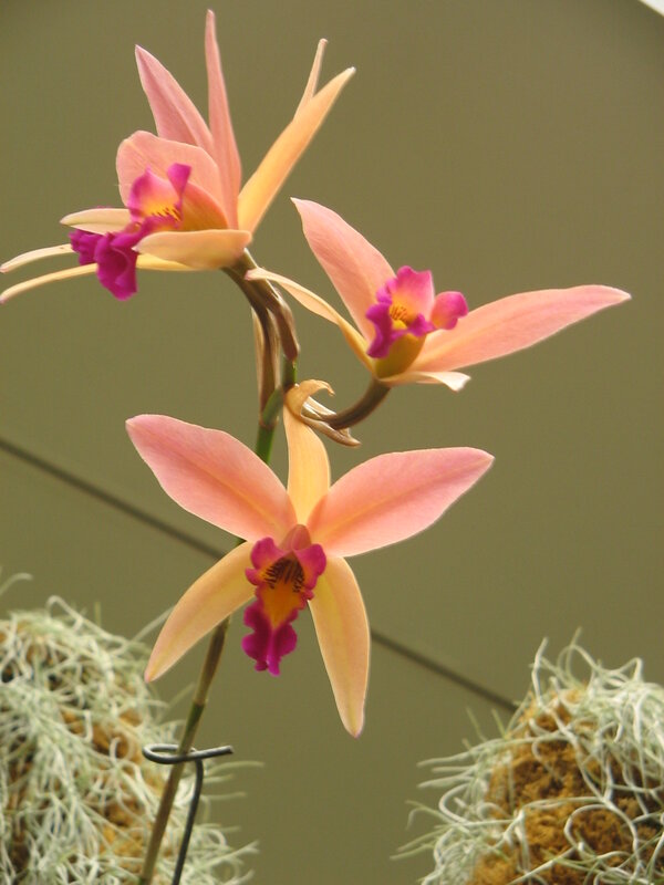 Pink orchid flowers