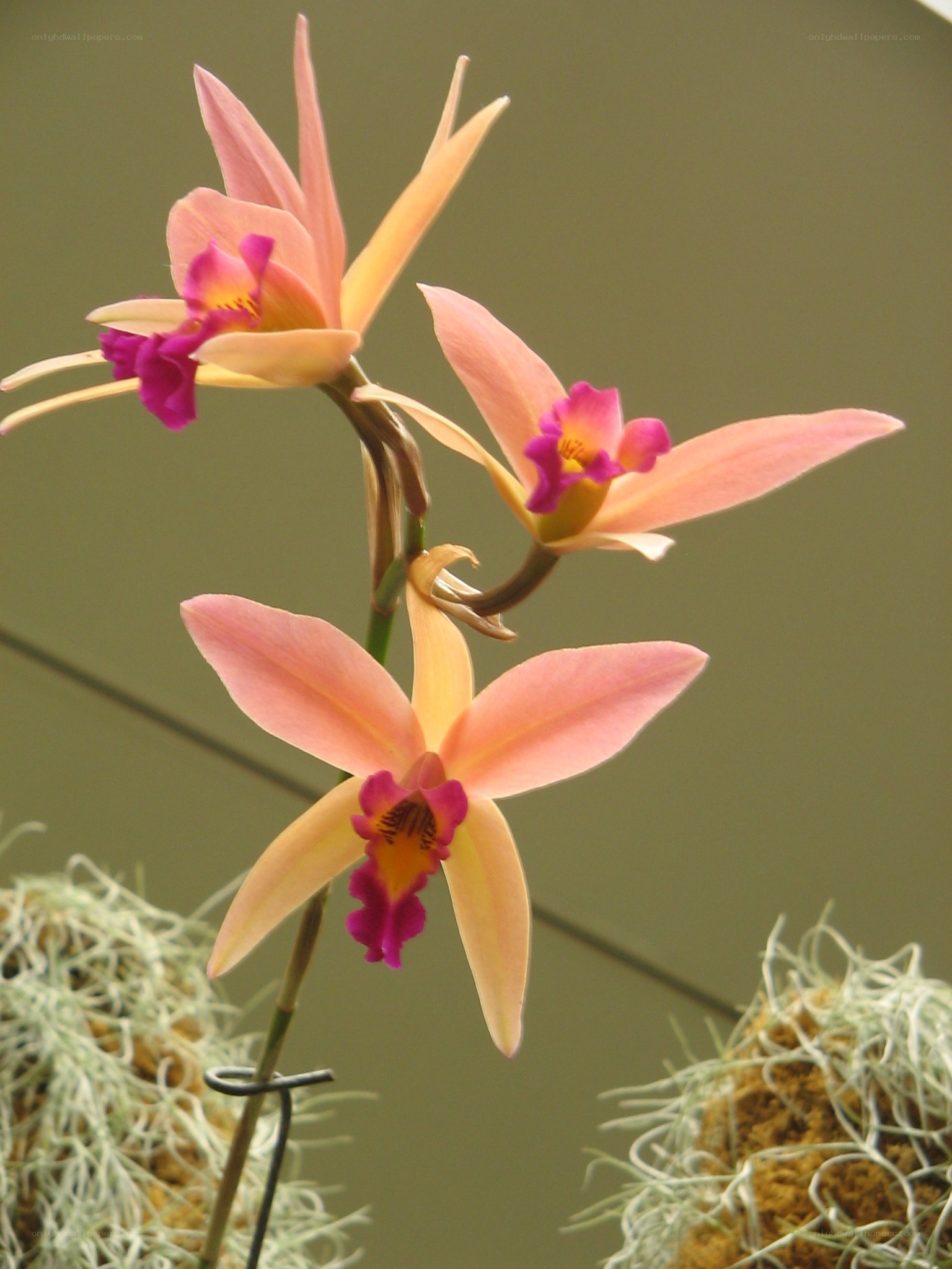 Pink orchid flowers