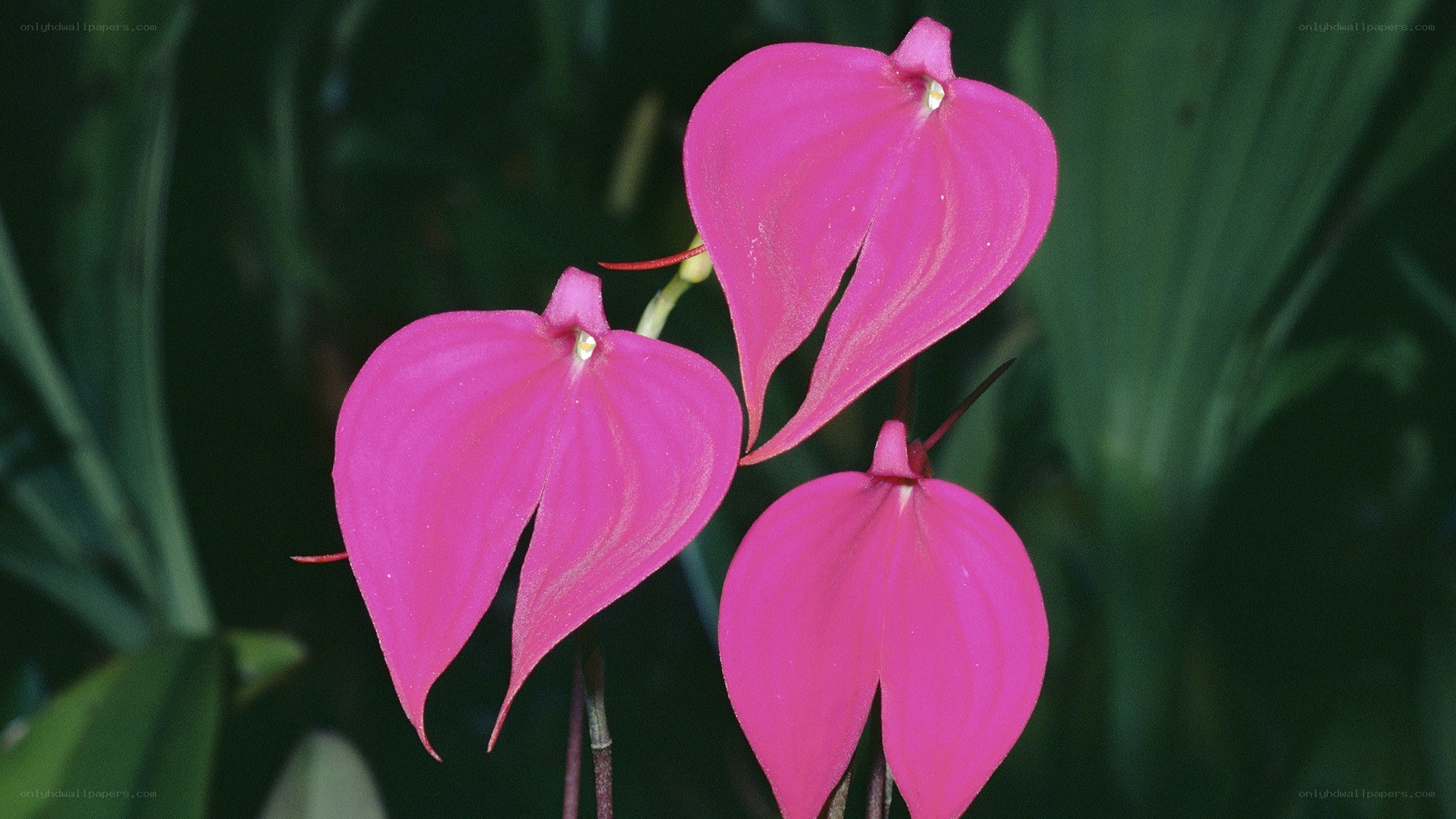 Pink orchid flowers