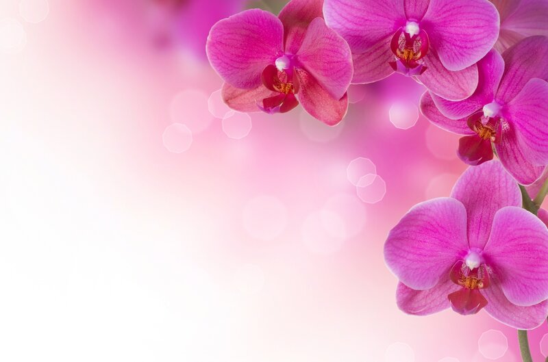 Pink orchid flowers