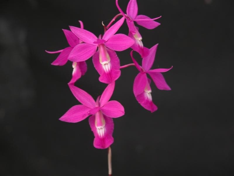 Pink orchid flowers