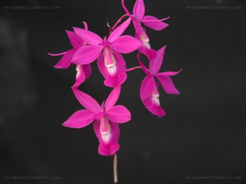 Pink orchid flowers