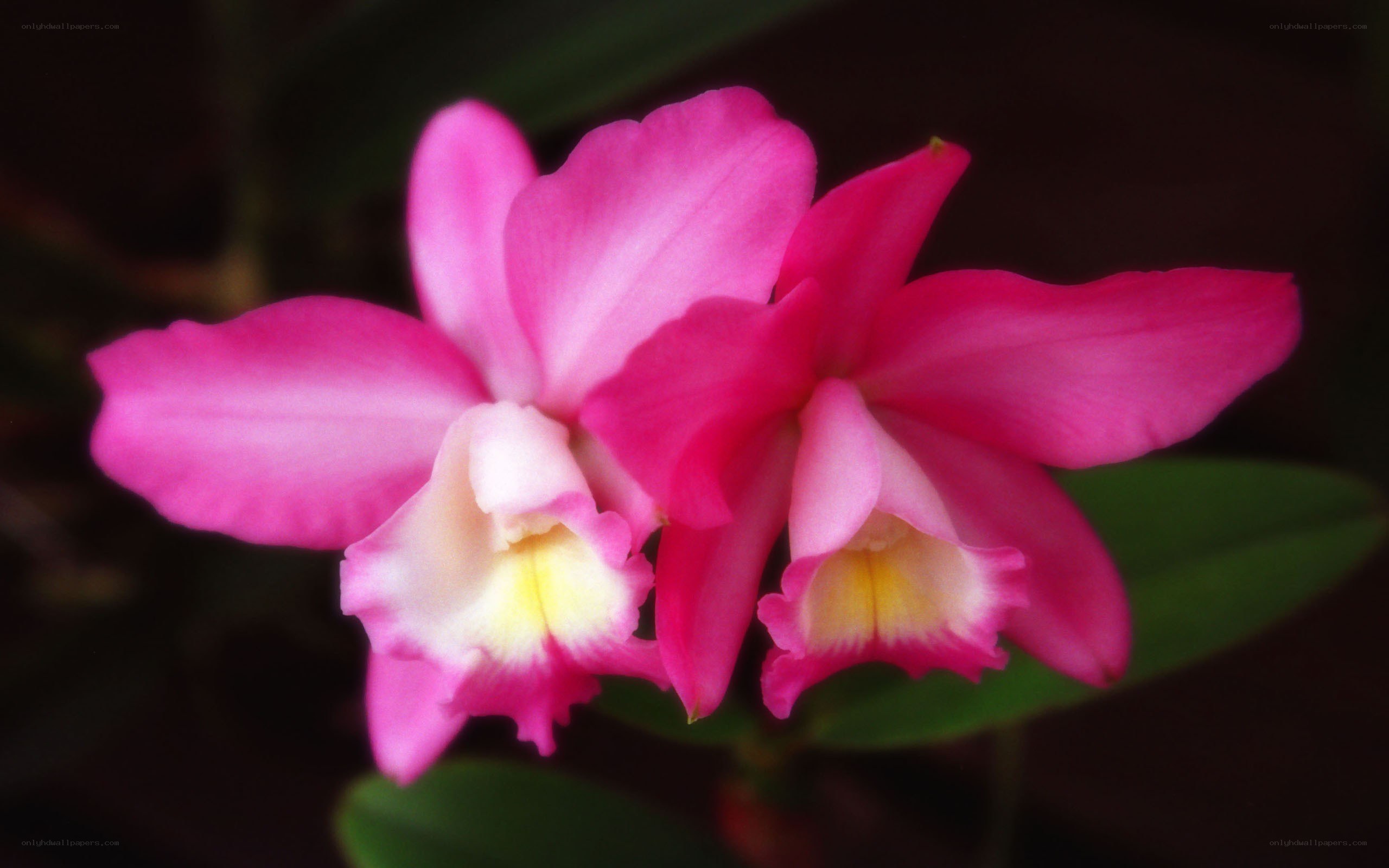 Pink orchid flowers