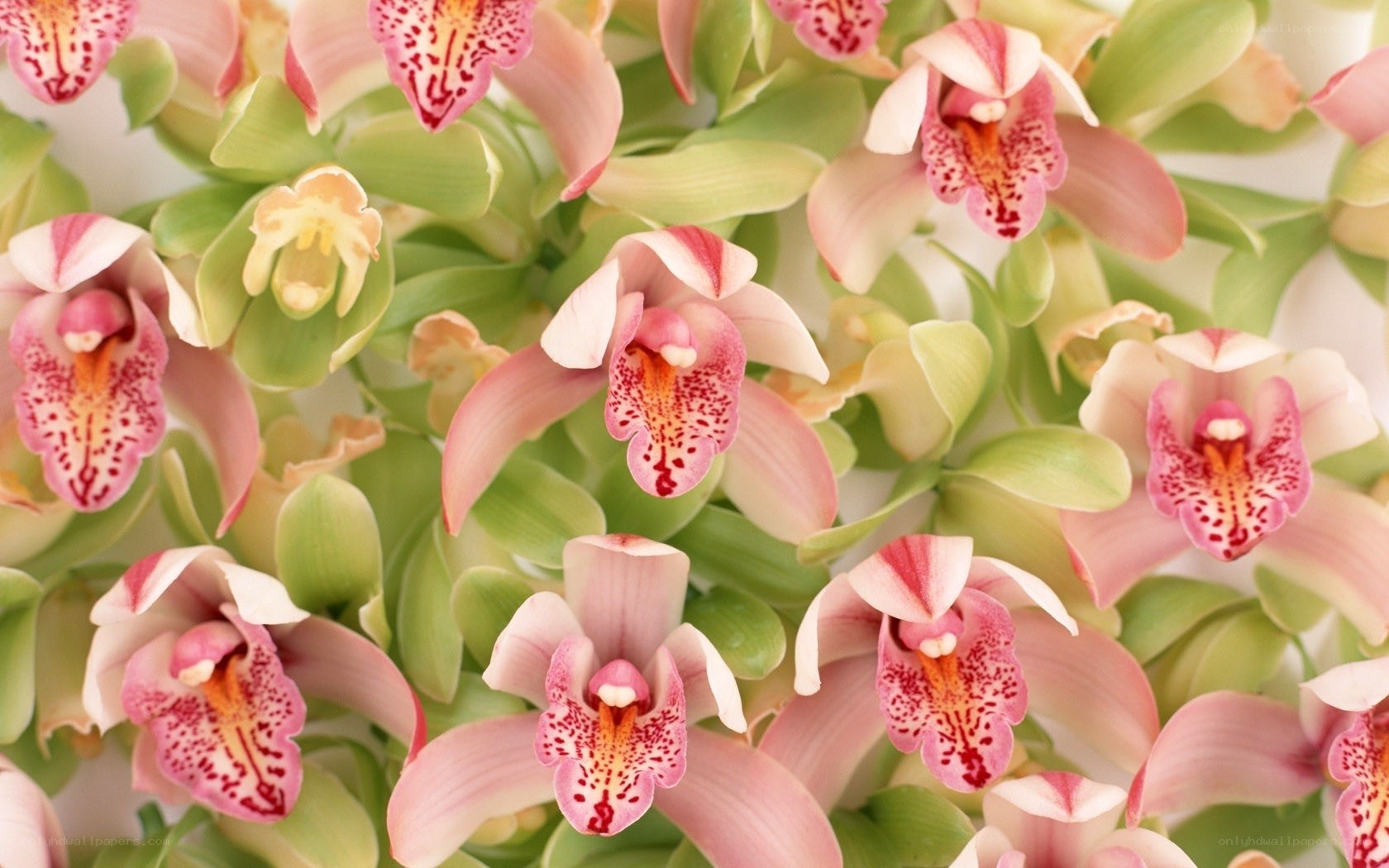 Pink orchid flowers
