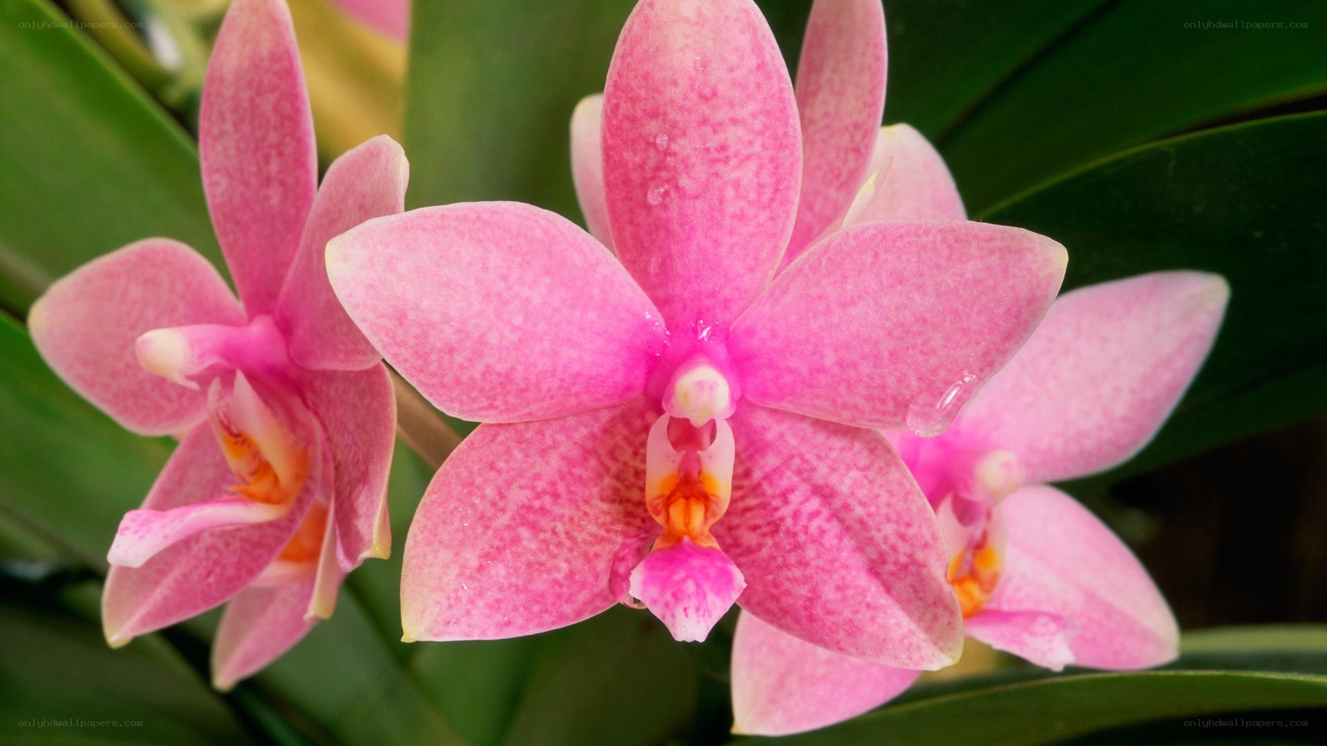 Pink orchid flowers