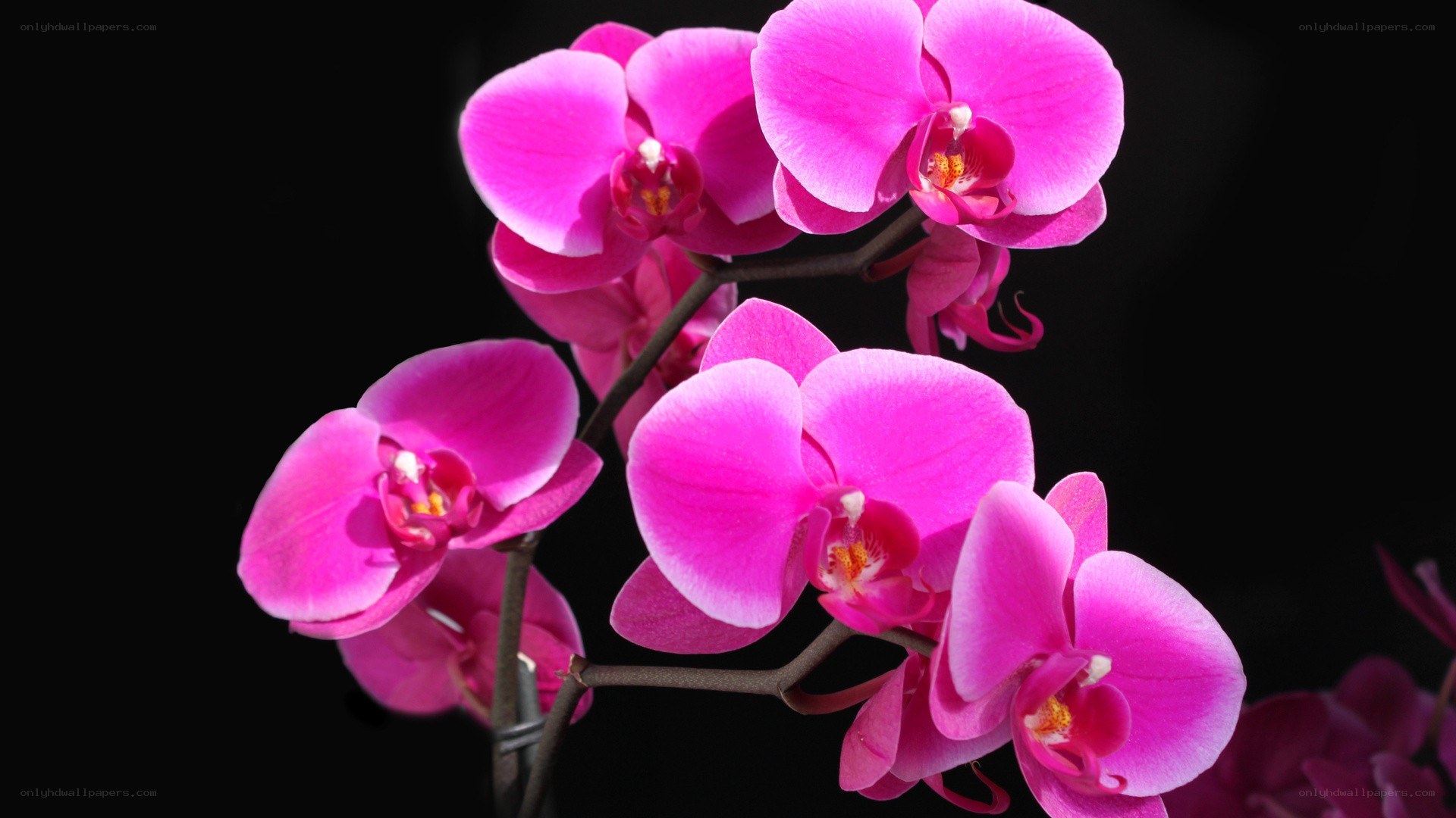 Pink orchid flowers