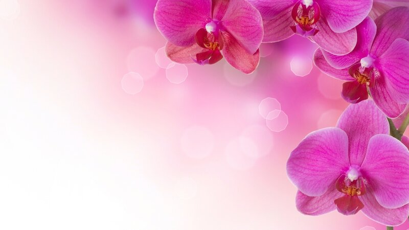 pink orchid flowers