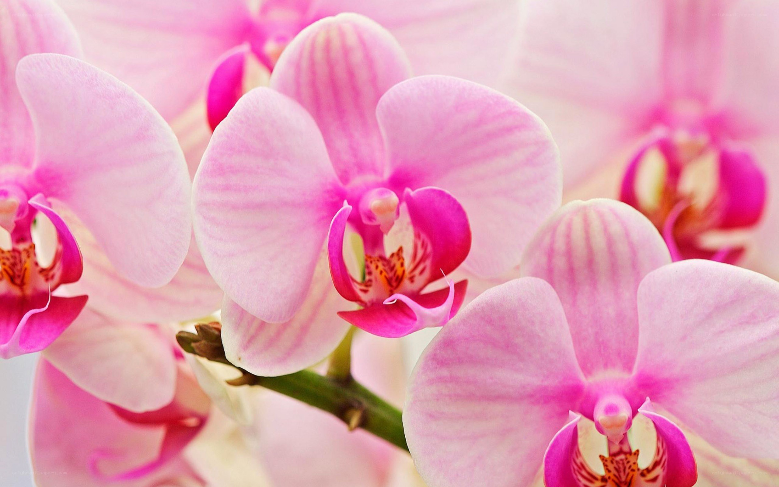 Pink orchid flowers