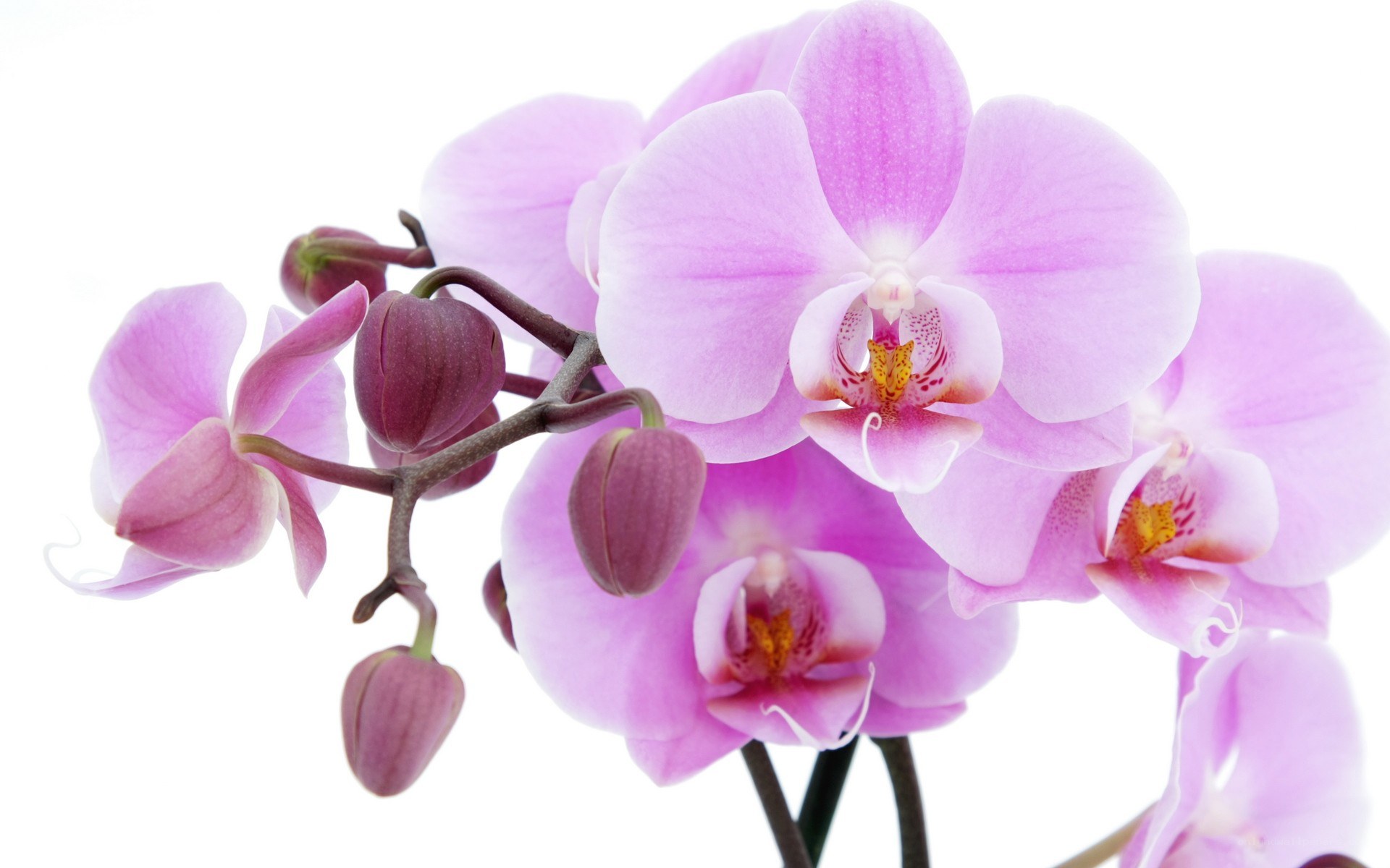Pink orchid flowers