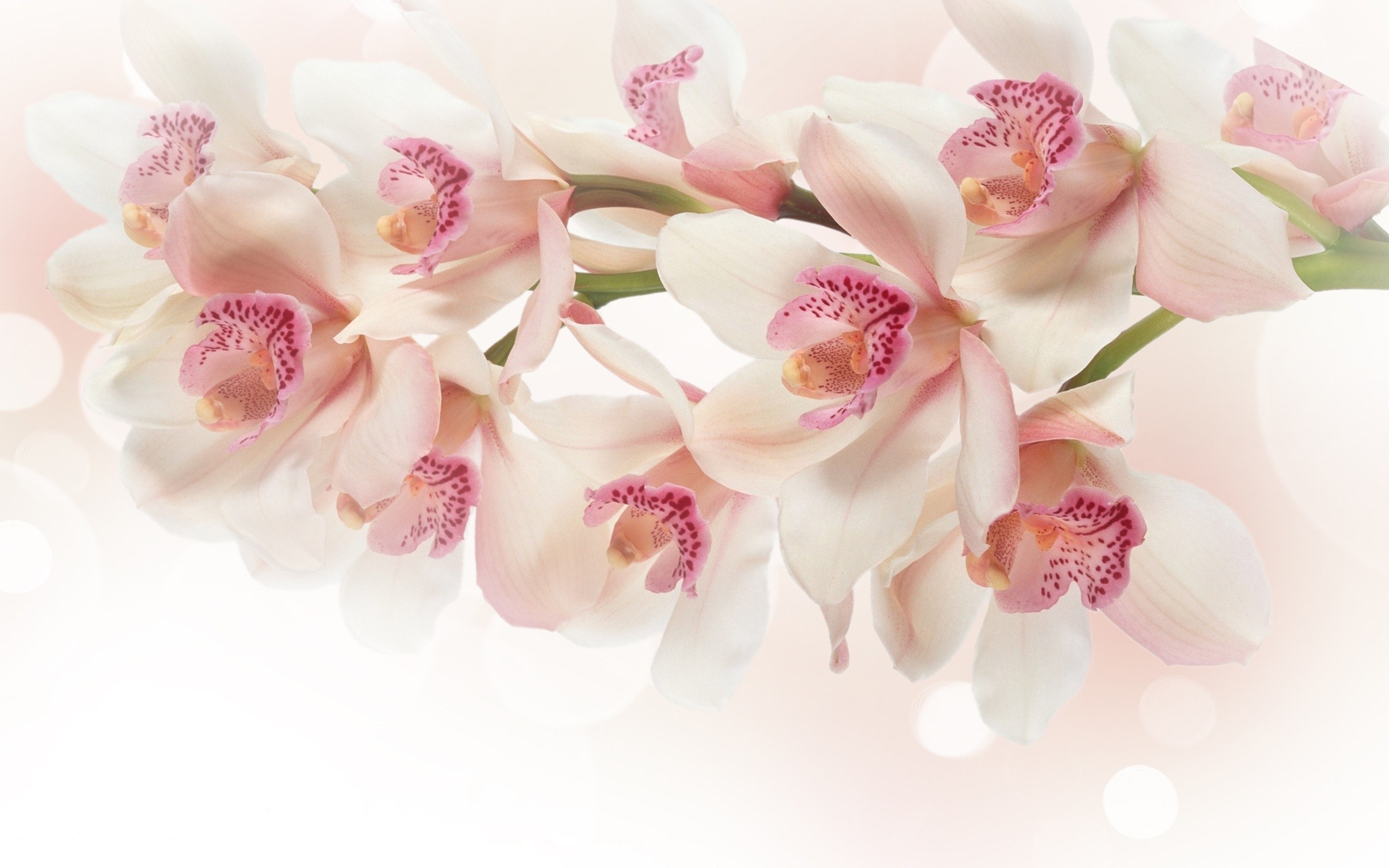 Pink orchid flowers