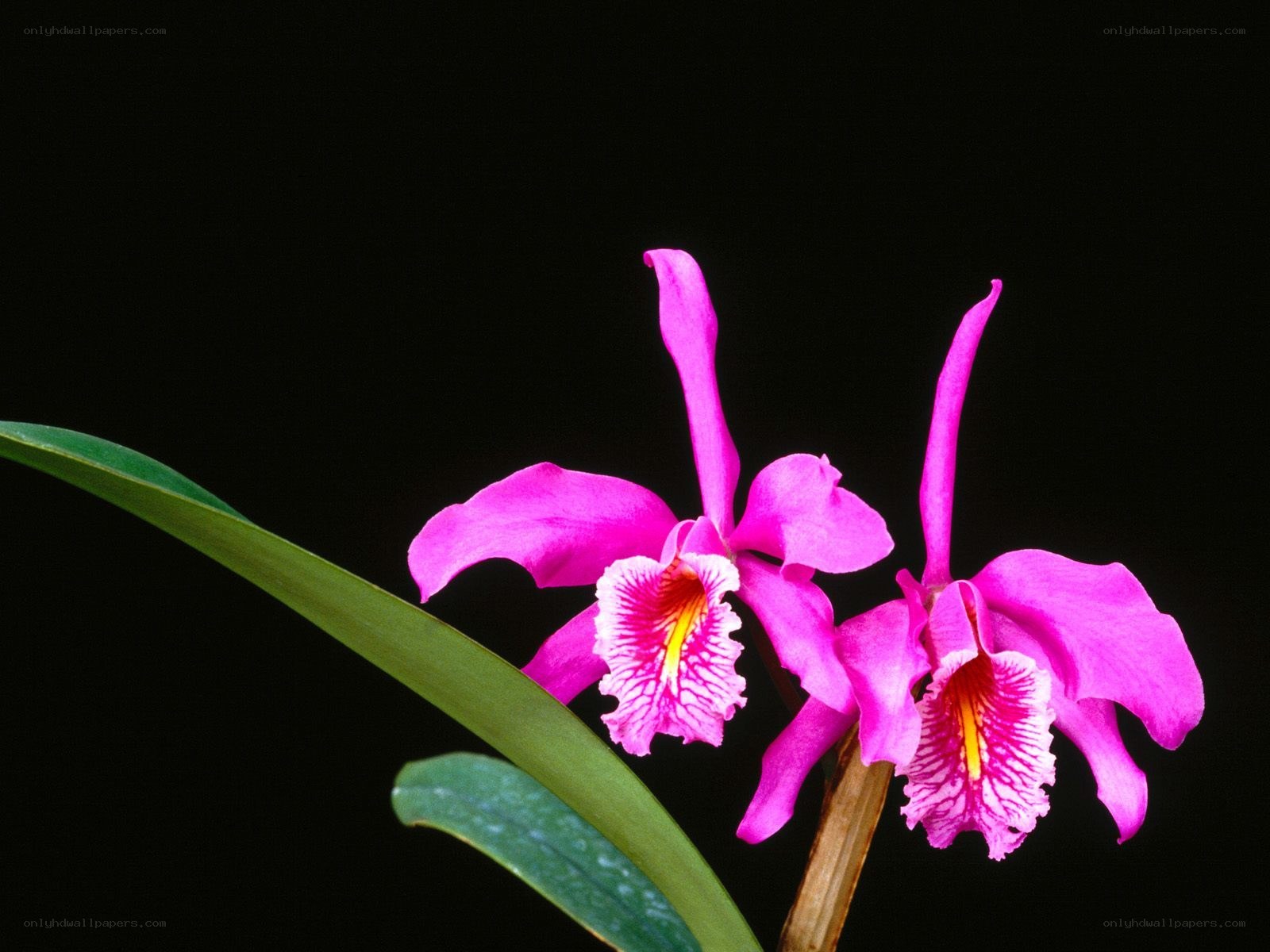 Pink orchid flowers